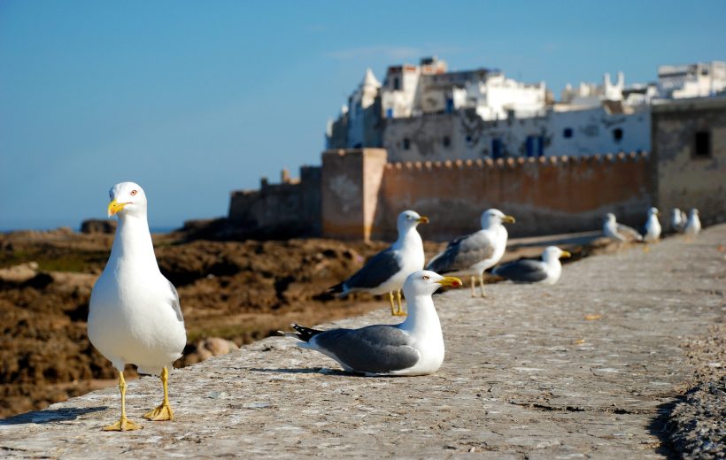 Excursion d’une journée à Essaouira depuis Marrakech